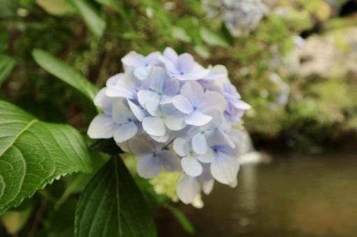 Photo, hydrangea, light light blue, water, 