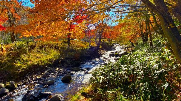 紅葉のせせらぎ街道 紅葉のせせらぎ街道の写真