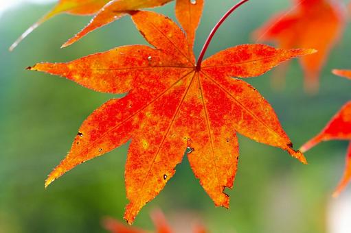 紅葉したイロハモミジの葉の写真