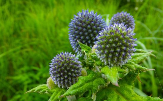 ひごたい 自然,湿原,爽やかの写真素材