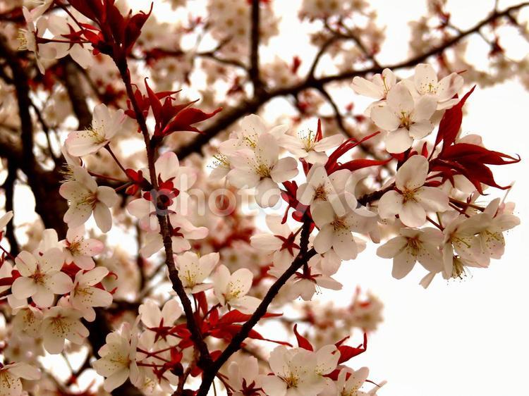 桜 紅桜,ソメイヨシノ,桜の写真素材