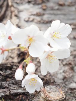 満開の桜 満開の桜の写真