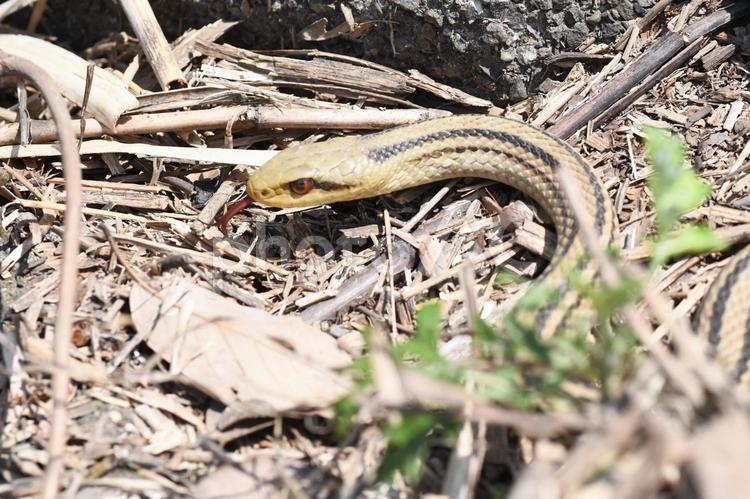 シマヘビ 柏尾川 川辺 シマヘビ 柏尾川 川辺 シマヘビ,蛇,爬虫類の写真素材