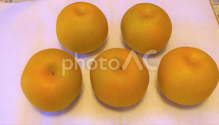 秋のフルーツ　新高梨 梨,なし,ナシの写真素材