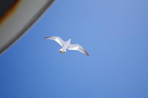 Seagulls chasing a ferry, JPG