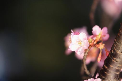 河津桜 河津桜の写真