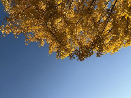 銀杏　空 秋,木,イチョウの写真素材