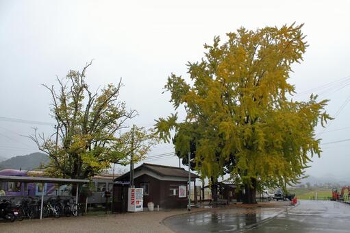 北条鉄道、網引駅前の大イチョウ 北条鉄道,網引駅,駅の写真素材
