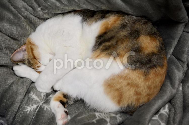 毛布の上で丸くなって寝ている三毛猫 猫,ネコ,ねこの写真素材
