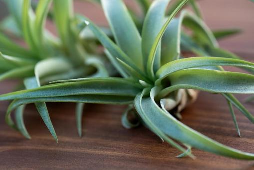 木目テーブルのチランジア 木目テーブルのチランジア チランジア,エアプランツ,植物の写真素材