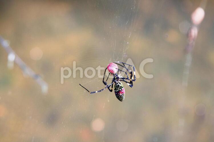 17.11.03丸亀市本島でアキグミを捕食するジョロウグモ 17.11.03丸亀市本島でアキグミを捕食するジョロウグモ ジョロウグモ,クモ,蜘蛛の写真素材