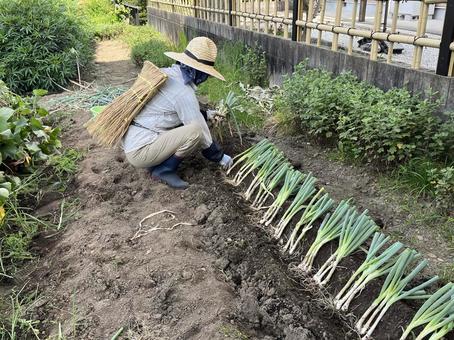 畑作業 畑作業 畑,背みの,わらの写真素材