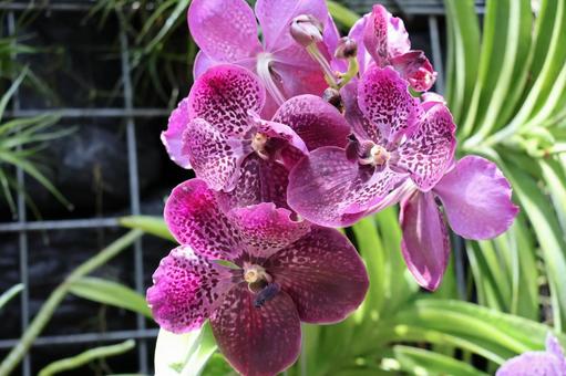 赤紫色の花びらのバンダの花のアップ 赤紫色の花びらのバンダの花のアップの写真