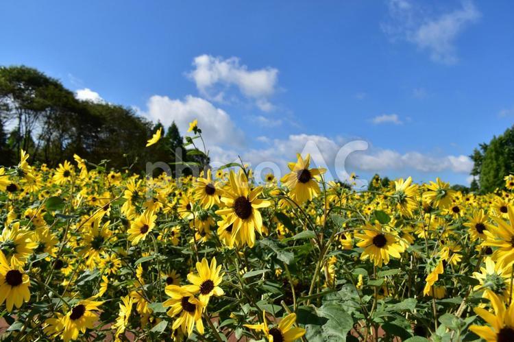 向日葵　ひまわり　ヒマワリ　世良高原農場 ヒマワリ,ひまわり,向日葵の写真素材