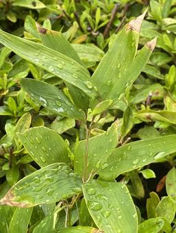 雨粒がついた葉Part４ 雨の日,雨粒,雨に濡れたの写真素材