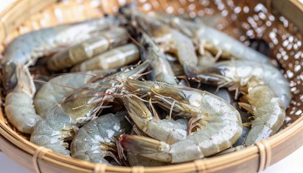 ざるに入れられた新鮮な海老 ざるに入れられた新鮮な海老の写真