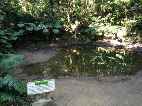 池 池の写真