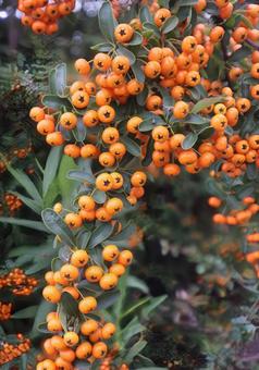 タチバナモドキ ピラカンサス,植物,自然の写真素材