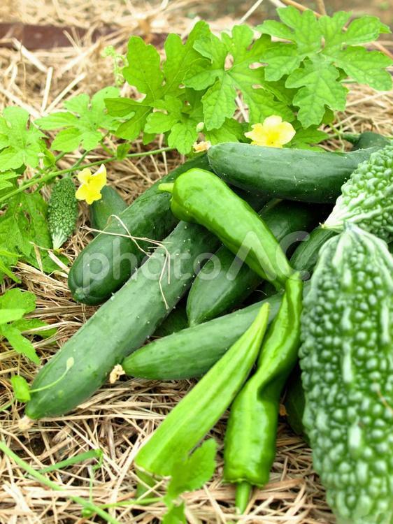 夏野菜の収穫、胡瓜とゴーヤーの収穫 野菜,ゴーヤ,ゴーヤーの写真素材