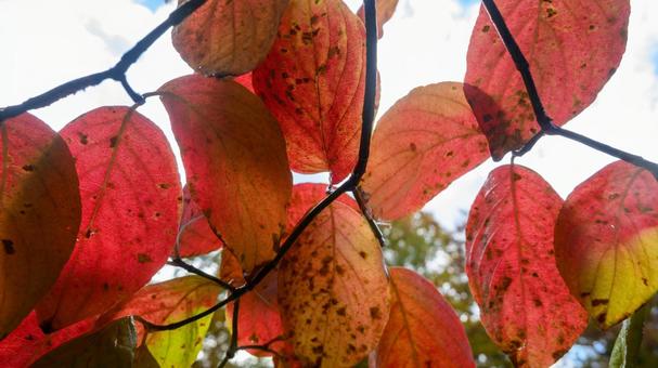光に透ける紅の葉 葉,赤,枝の写真素材