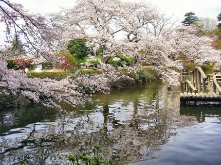清水公園の桜-35 清水公園の桜-35の写真