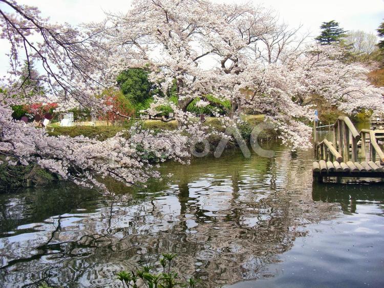 清水公園の桜-35 清水公園,千葉県野田市,桜の木の写真素材