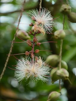 さがりばなの写真