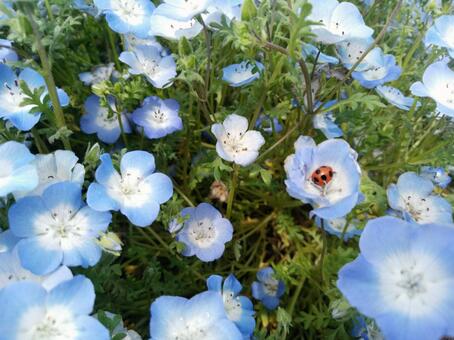 ネモフィラ ネモフィラ,花畑,てんとう虫の写真素材