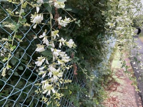 萩 白花萩 秋 秋の七草 萩 白花萩 秋 秋の七草の写真