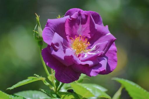 ガーデンローズの写真