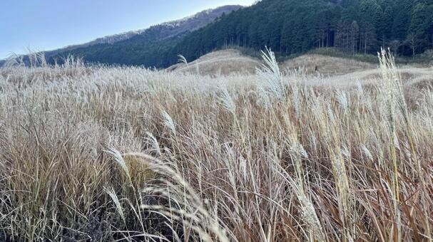 仙石原すすき草原8 仙石原すすき草原,すすき,青空の写真素材
