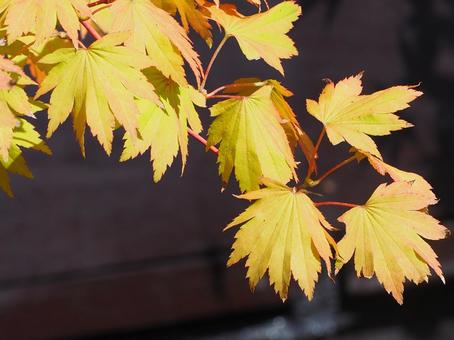 Photo, maple, momiji, hauchi waka maple, 
