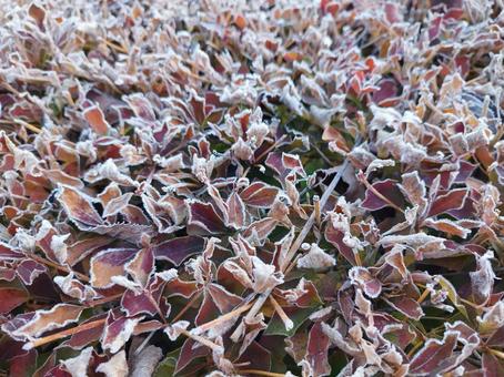 霜が降りた葉っぱ 秋,冬,10月の写真素材