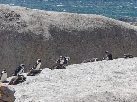 ペンギン ペンギン,ぺんぎん,野生の写真素材