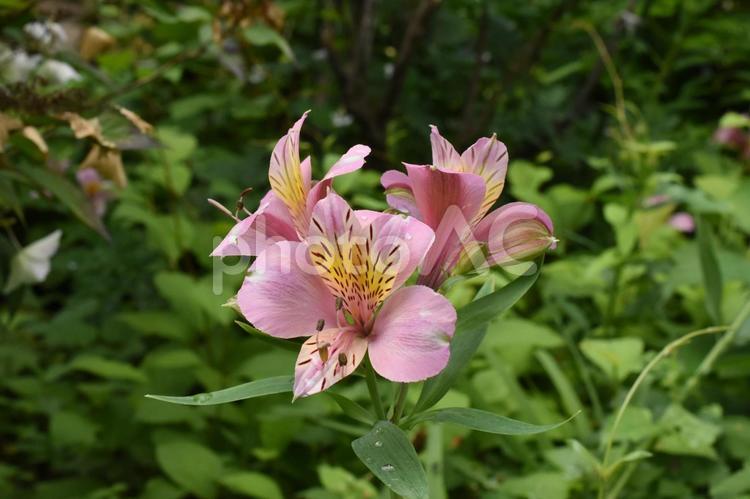 芒種過ぎの川崎市多摩区長尾のアジサイ 紫陽花,あじさい,長尾山妙楽寺の写真素材