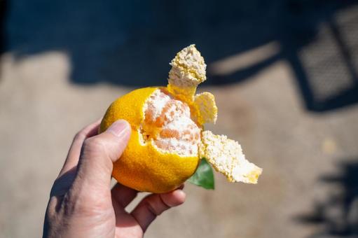 みかん狩りでみかんを味見する みかん,柑橘,収穫の写真素材
