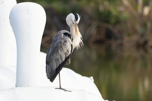 水辺のアオサギ 水辺のアオサギ サギ,アオサギ,野鳥の写真素材
