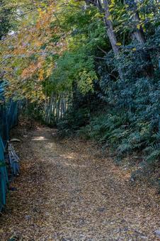 興禅院周辺の景色 興禅院周辺の景色 興禅院,落ち葉,紅葉の写真素材