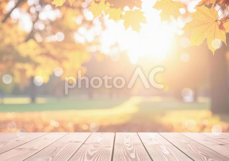 秋の公園・木漏れ日と黄葉の並木道 秋,背景,ぼかしの写真素材
