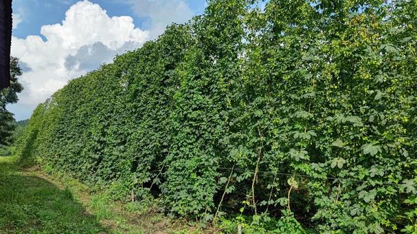 ホップ畑2 ホップ畑2 ホップ,緑,植物の写真素材