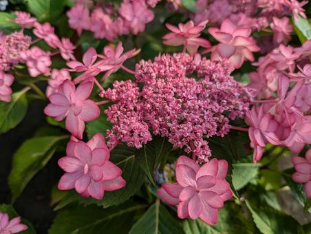 紫陽花です 紫陽花ですの写真