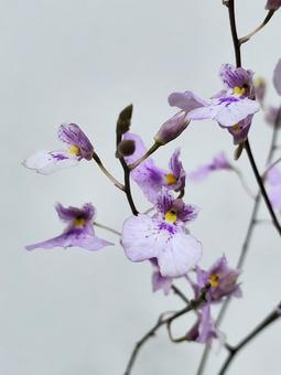 オンシジューム(ヴォランドピンク) オンシジューム(ヴォランドピンク)の写真