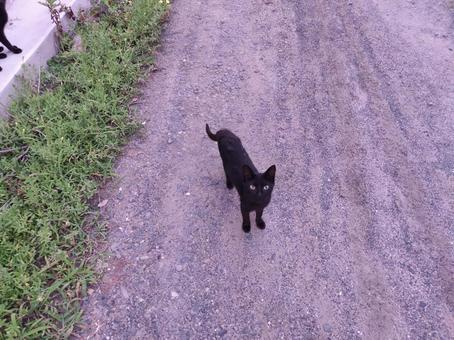 黒猫 黒猫 動物,猫,黒猫の写真素材