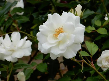 【薔薇の写真】バラの花 【薔薇の写真】バラの花の写真