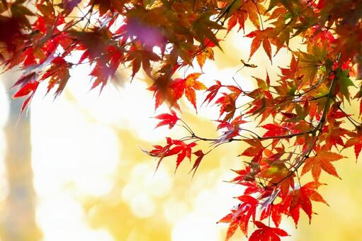 逆光で輝く真っ赤なモミジの紅葉 紅葉,楓,葉っぱの写真素材