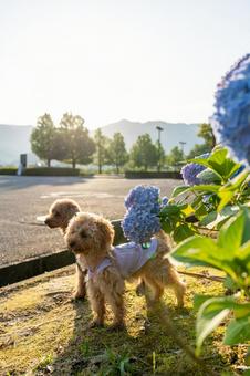 Hydrangea and toy poodle, JPG Hydrangea and toy poodle, JPG