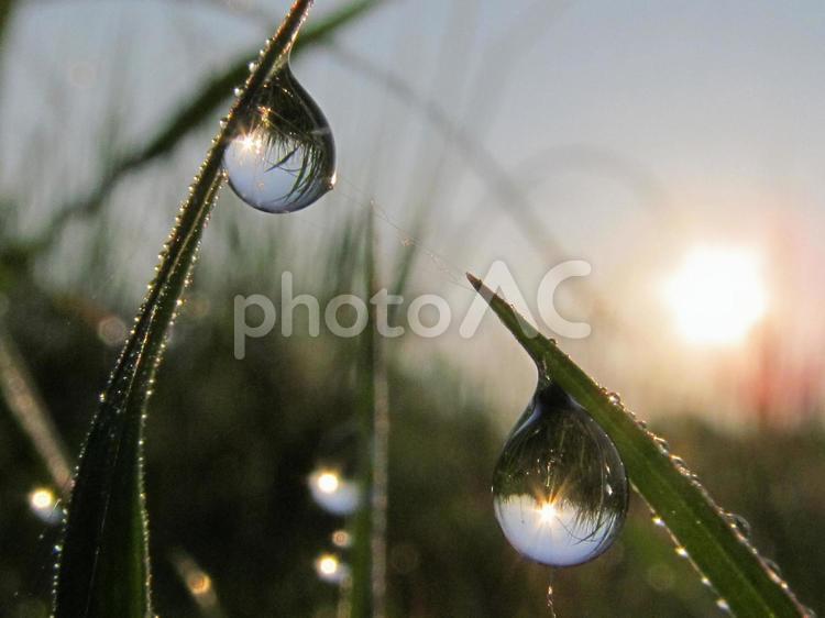 水滴と緑の葉と朝日Water drops 水滴,すいてき,waterの写真素材