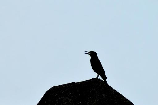 テトラポットと鳥 シルエット テトラポットと鳥 シルエットの写真