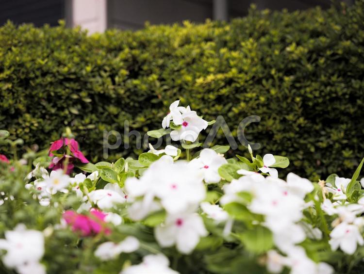 市街地で頭ひとつ抜き出た白とピンクの花 花,白い,ピンクの写真素材