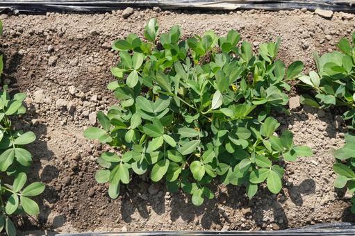 落花生栽培(マルチ剥がし)22 落花生栽培(マルチ剥がし)22 落花生,ラッカセイ,夏野菜の写真素材